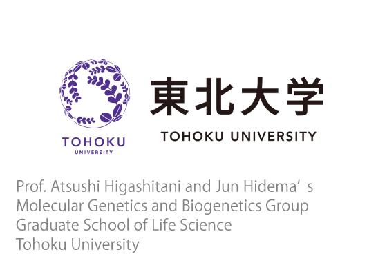 Prof. Atsushi Higashitani and Jun Hidema’s Molecular Genetics and Biogenetics Group Graduate School of Life Science Tohoku University