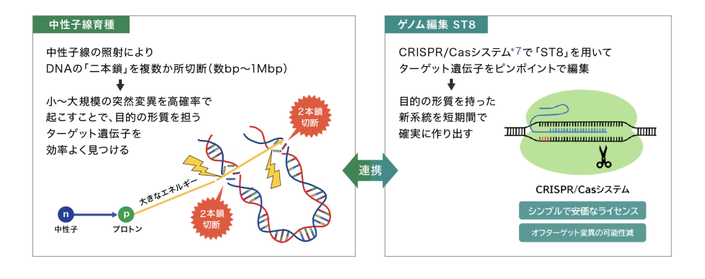 中性子線育種とゲノム編集ST8の連携